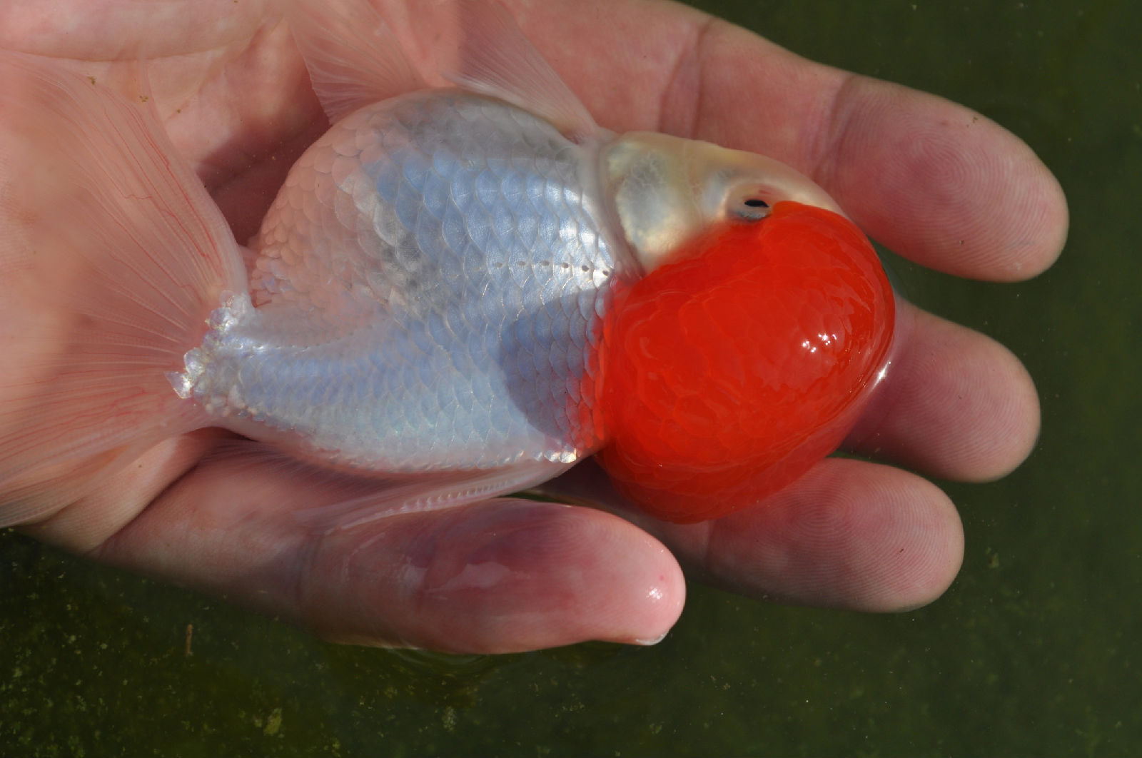  p>朱顶紫罗袍是 a target="_blank" href="/item/金鱼/32862" data