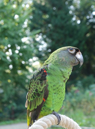  p>贾丁氏鹦鹉(学名: i>poicephalus gulielmi /i>) 在poicephalus属