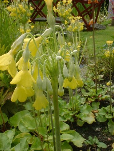  p>钟花报春(学名: i>primula sikkimensis /i> hook. f.