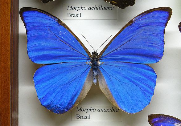butterfly morpho anaxibia