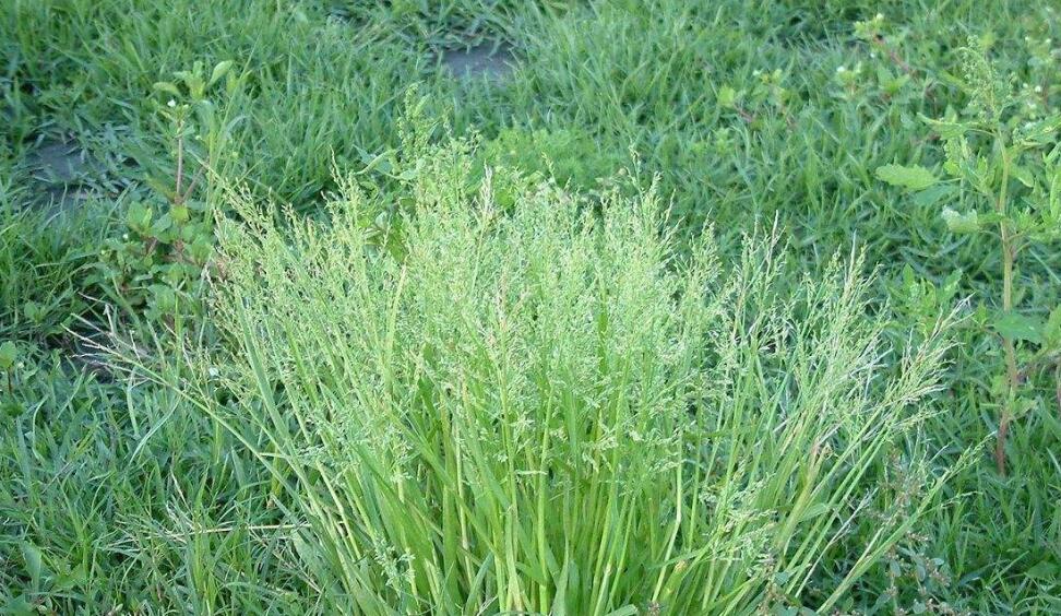  p>早熟禾(学名: i>poa annua /i> l.