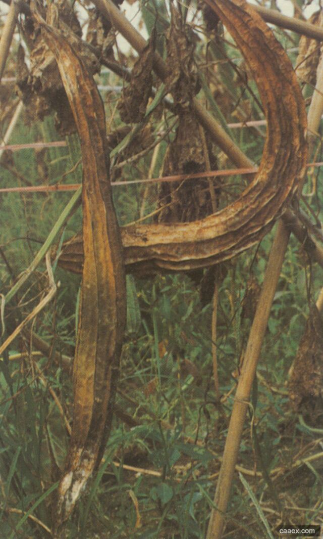  p> a href="#" data-lemmaid="10198557">瓜果腐霉 /a>是微生物名词