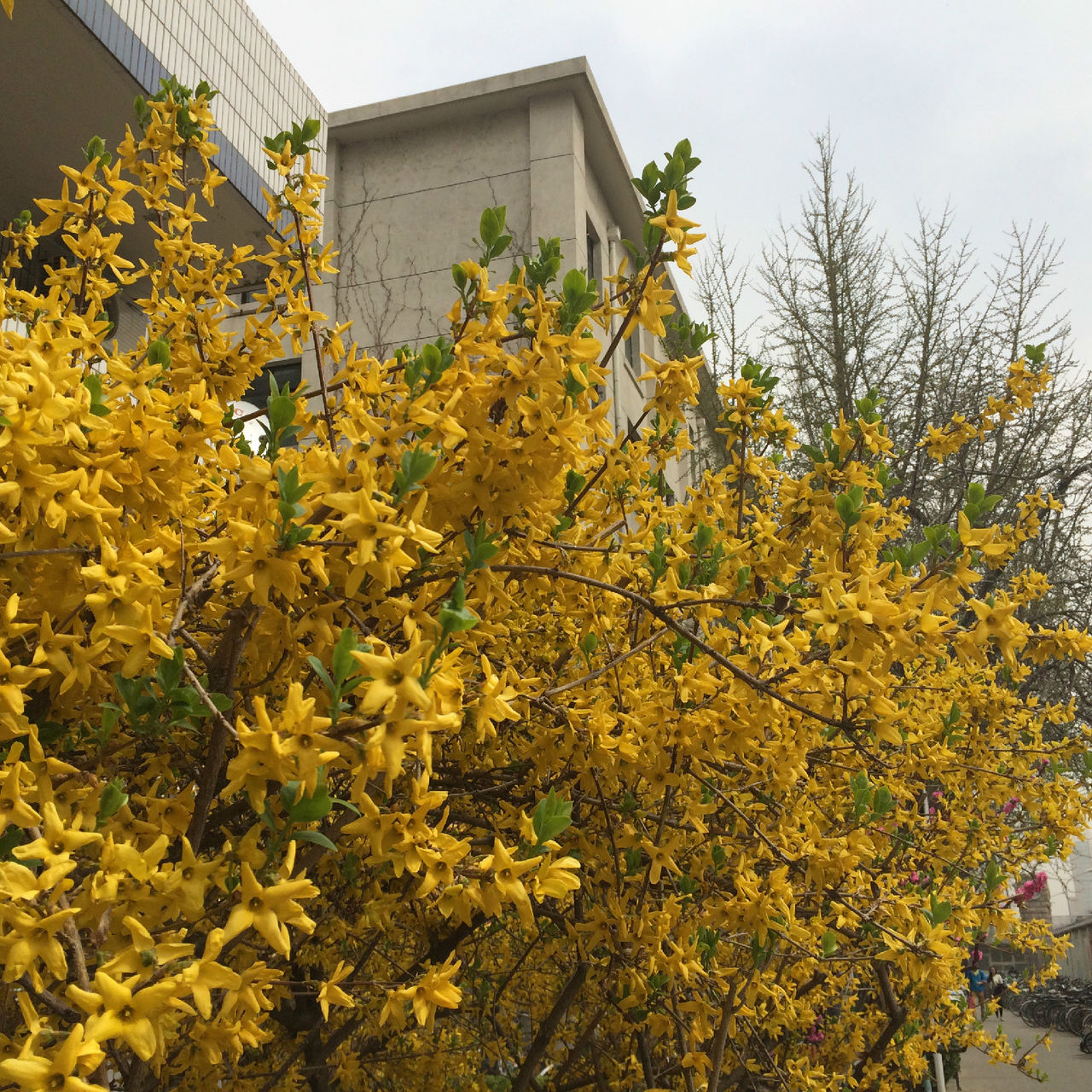  /i>):是 a target="_blank" href="/item/双子叶植物纲/229183" data