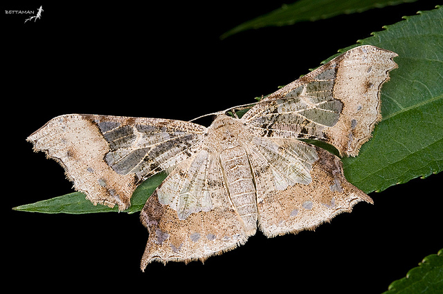  p>昆虫名,为鳞翅目,尺蛾科.