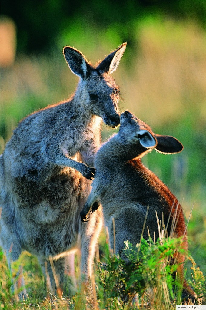  p>沙袋鼠(wallaby)是 袋鼠科( i>macropodidae /i>)几种中等大小的有