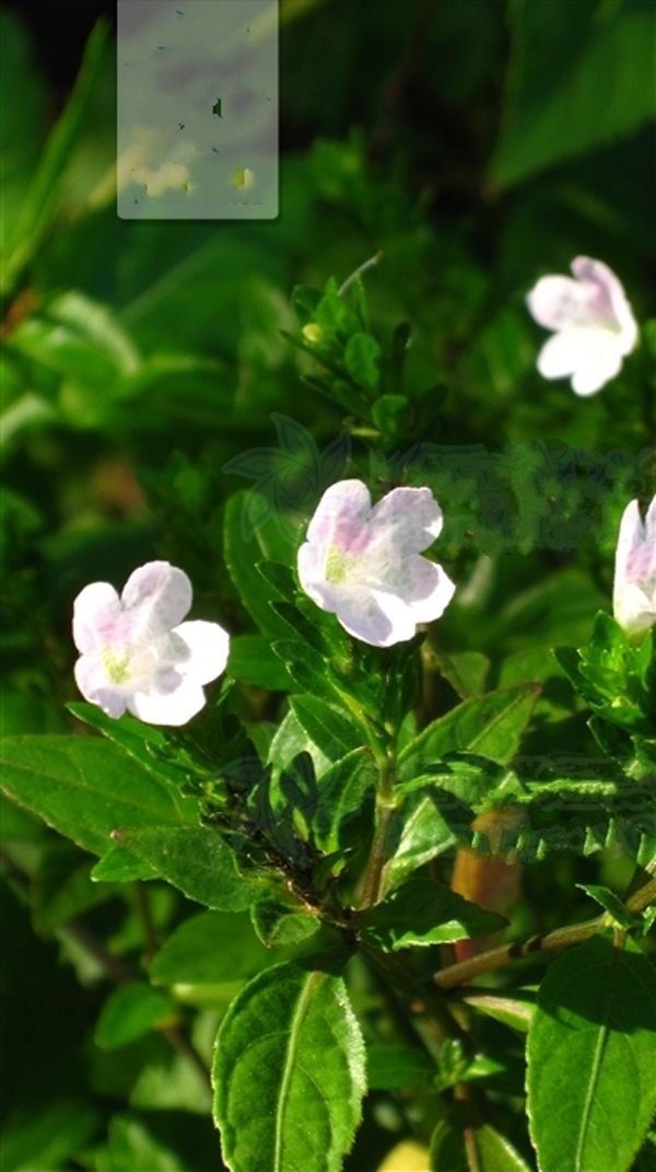  p>日本黄猄草是爵床科黄猄草属的一种植物.