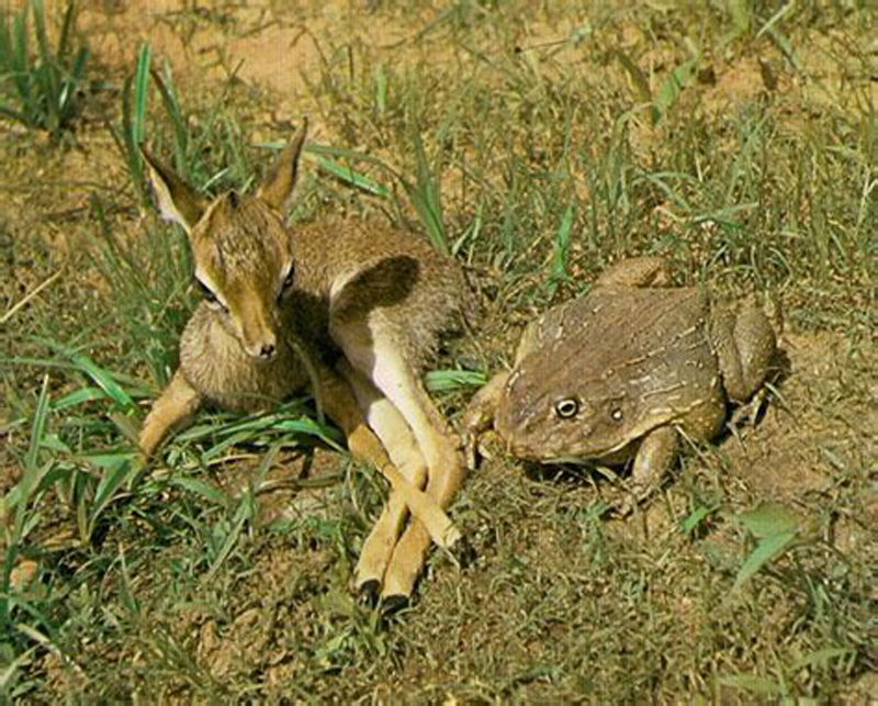  p>非洲巨蛙(学名: i>conraua goliath /i>):是蛙类中的"巨无霸".