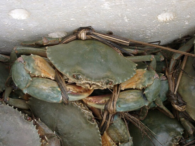  p>台山青蟹,广东省台山市特产,全国农产品地理标志.