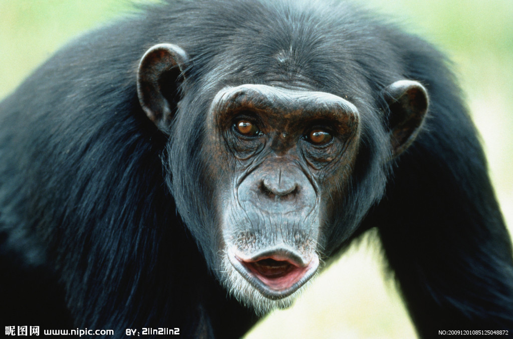  p>猩猩也叫 a href="#" data-lemmaid="2032856">人猿 /a>, a>灵长目