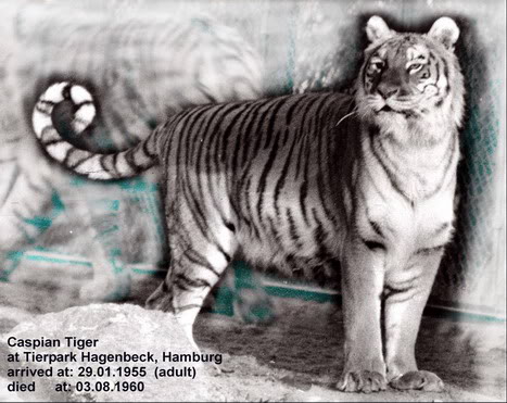  p>里海虎(拉丁学名: i>panthera tigris virgata /i>)是 a target="