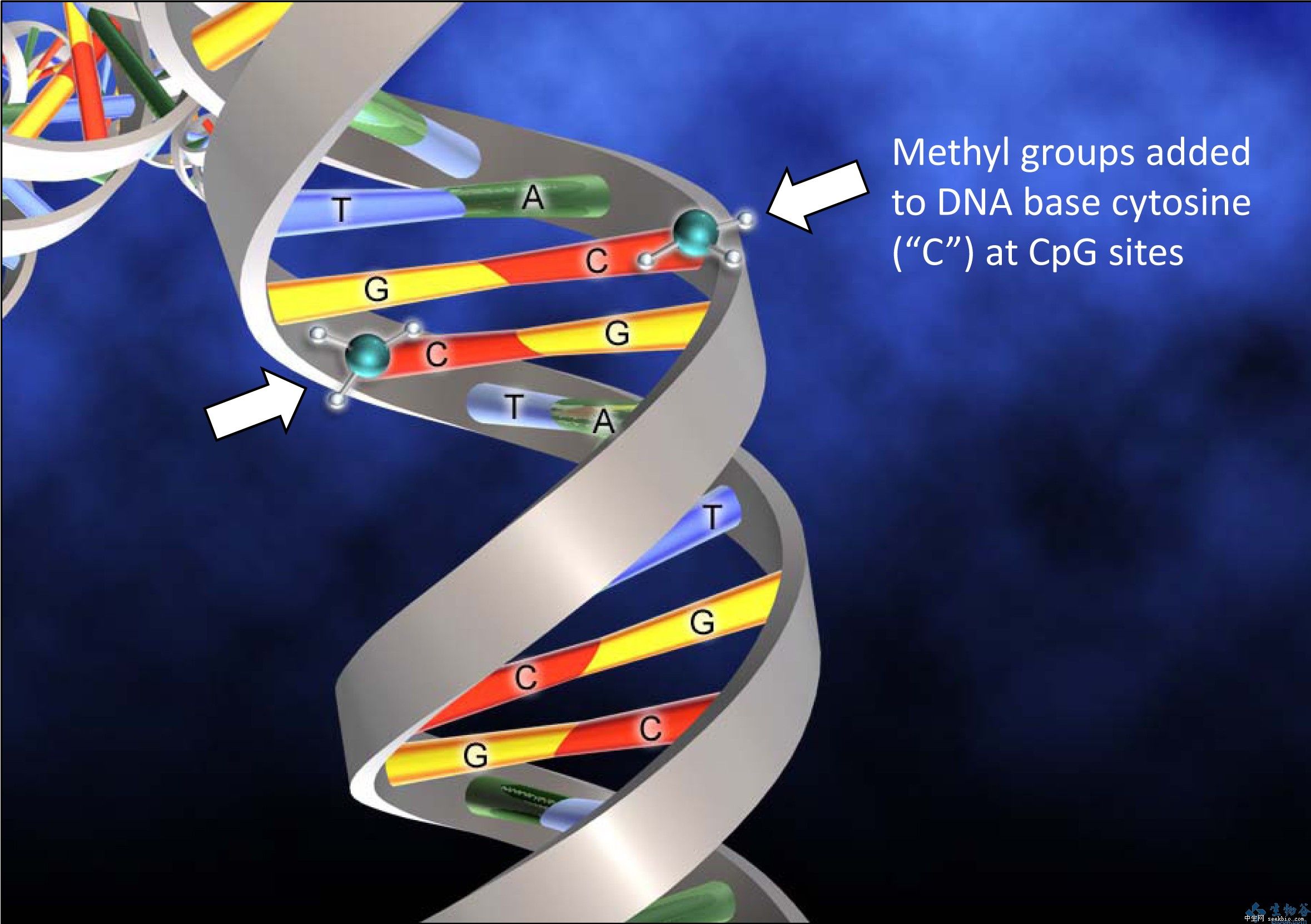 dna methylation
