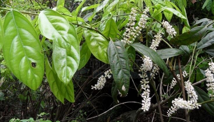 saxifraga hemisphaerica