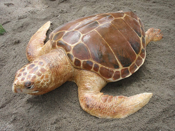  p>大西洋蠵龟(loggerhead turtle),俗名绿蠵龟.