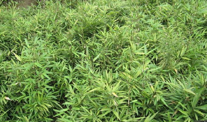  p>寒竹属(学名:chimonobambusa makino )是 a hr