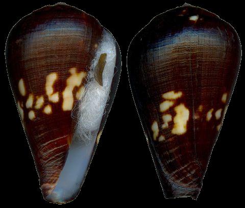  p>属热带地区的贝类,喜欢生活在温暖的水域中,栖息的环境从沙岸,泥岸