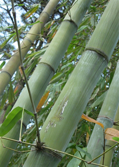  p>云南龙竹(学名: i>dendrocalamus yunnanicus /i> hsueh et d. z.