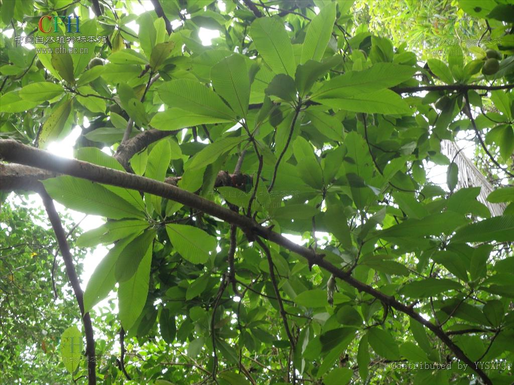  p>五桠果属,约60种,分布于亚洲热带地区,少数到达印度洋西部的