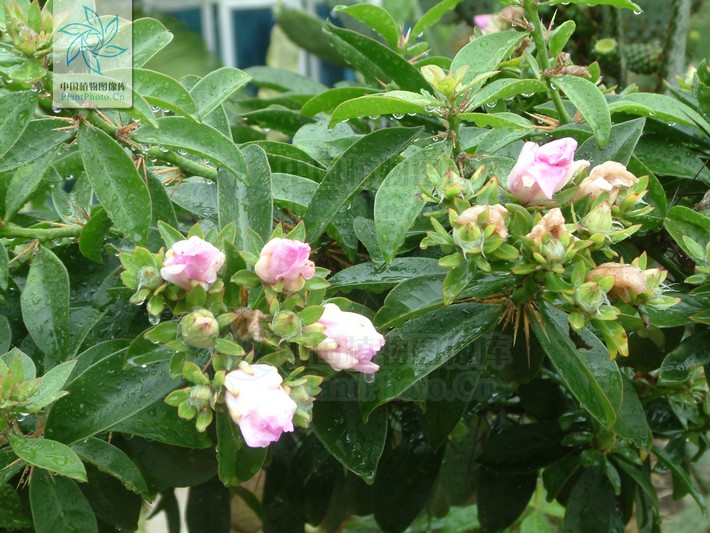  p>木麒麟(学名: i>pereskia aculeata /i> mill.