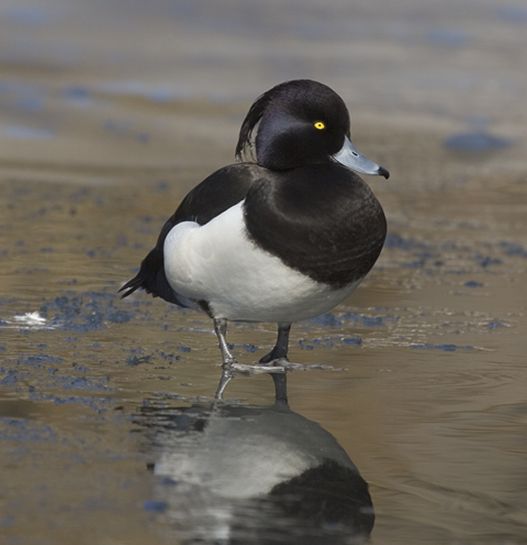  p>凤头潜鸭(学名: i>aythya fuligula /i>)体长40-47厘米,翼展67-73