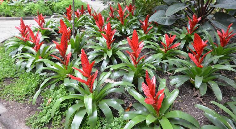  p>鹦哥丽穗凤梨(学名: i>vriesea carinata /i> wawra)是 a target="