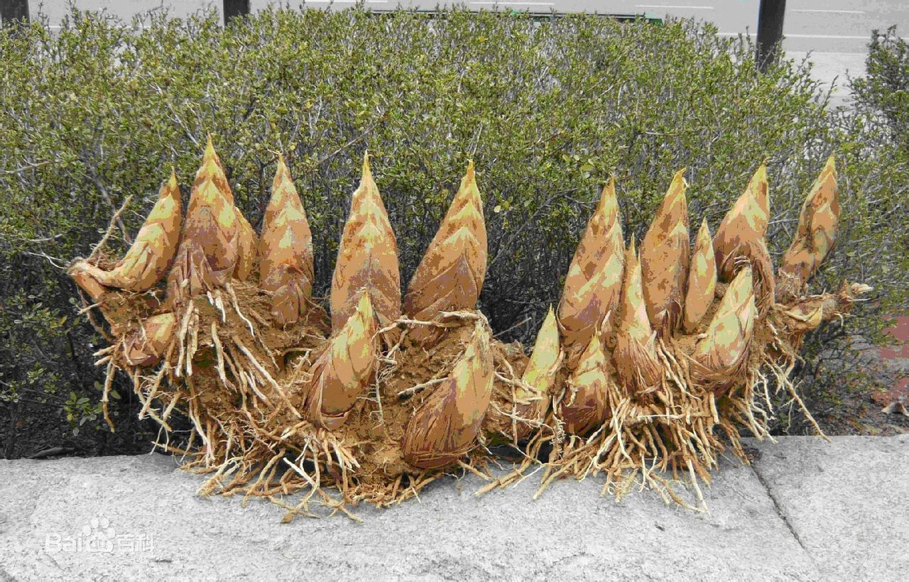 多年生禾本科竹亚科植物, a target="_blank" href="/item/茎/35355"