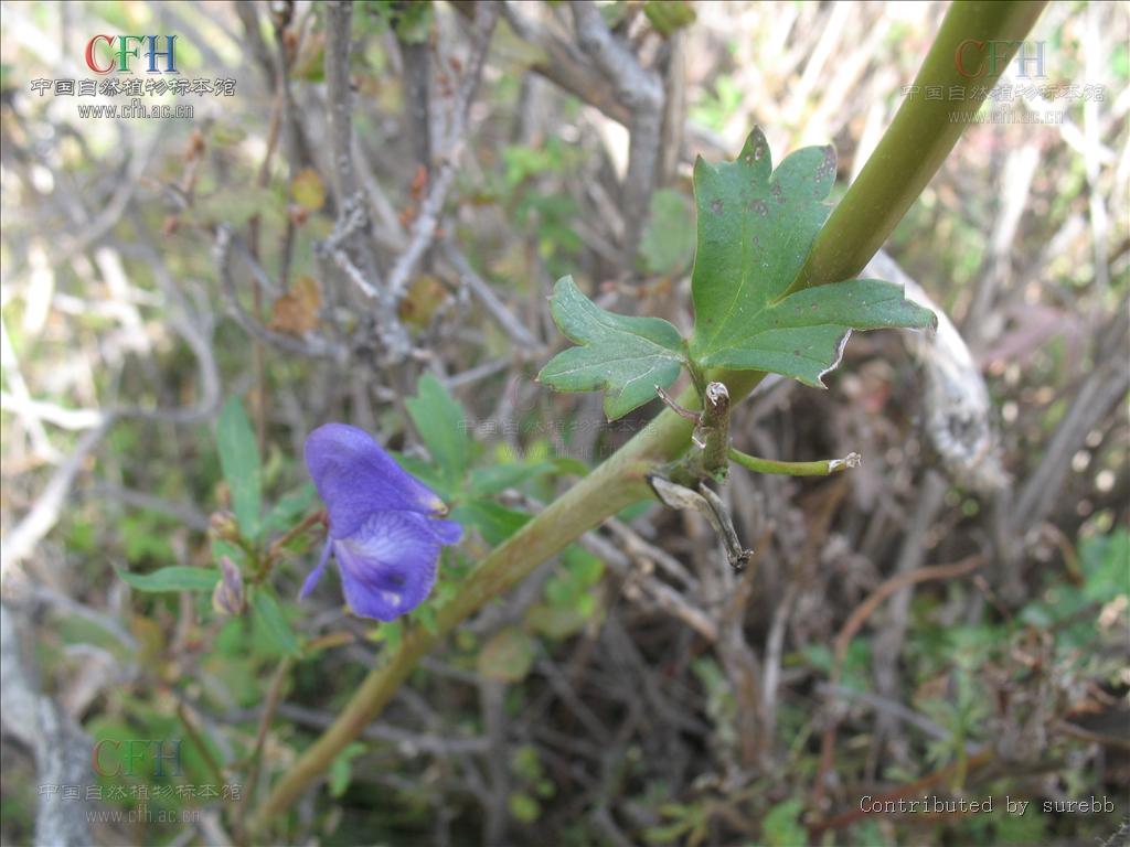 别称:北乌头(中药志)草乌(东北,华北),蓝靰鞡花,鸡头草,蓝附子,五毒