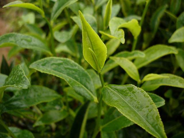  p>岭头单枞又称白叶单丛茶.