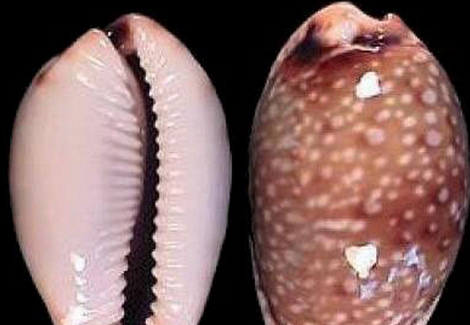  p>普吉宝螺(学名:erosaria gangranosa gangrano