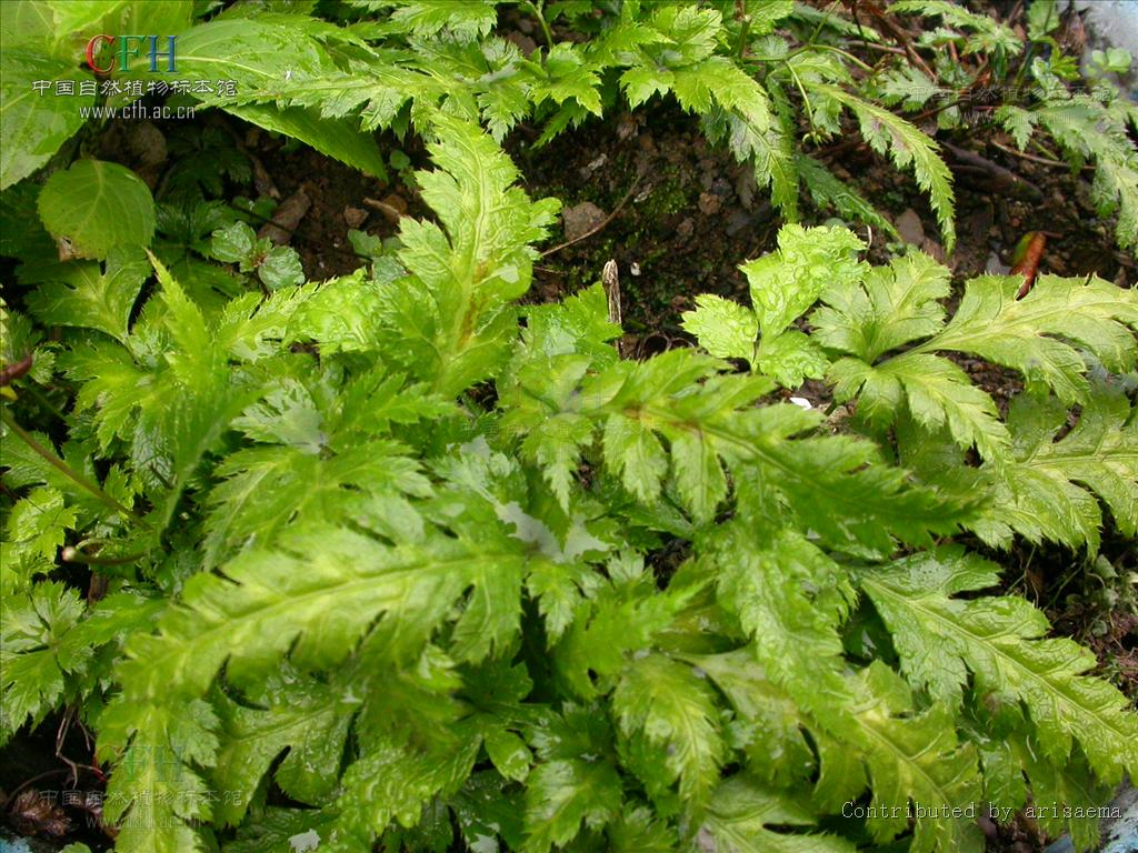  p>三角叶黄连( i>coptis deltoidea /i> c.y.