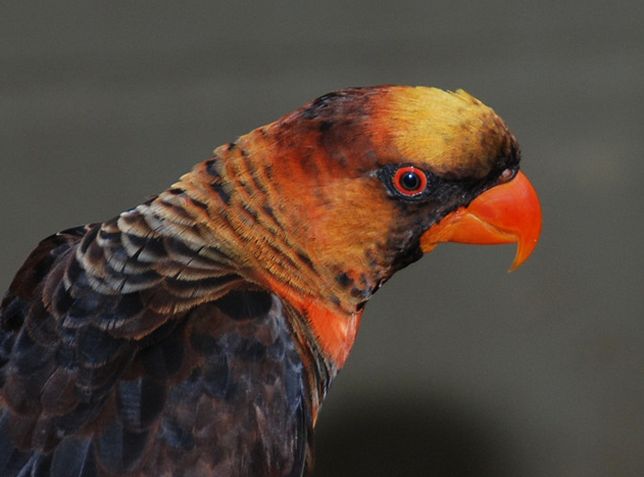  p>烟色吸蜜鹦鹉(学名:pseudeos fuscata)羽色鲜艳,鸟体主要是深褐色