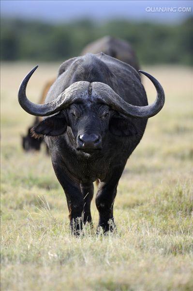  p>水牛(学名:bubalus bubalus,英文名称:asian buffalo)也叫印度水牛