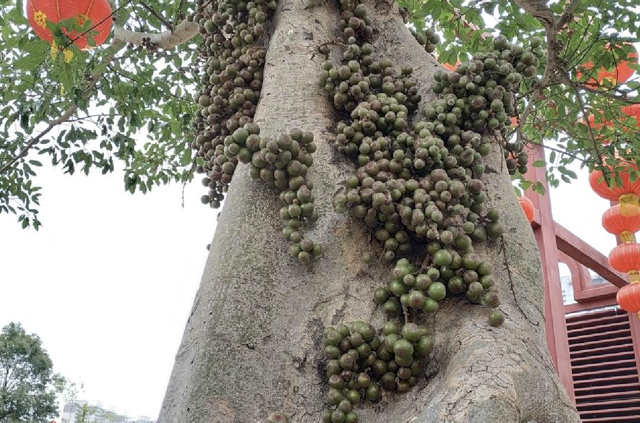  p data-id="gnbutoiabw">聚果榕(学名: i>ficus racemosa /i> l.
