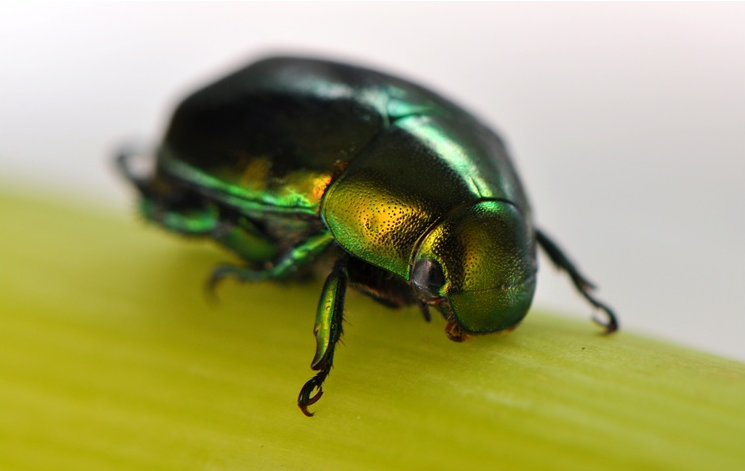 anomala corpulenta motschulsky