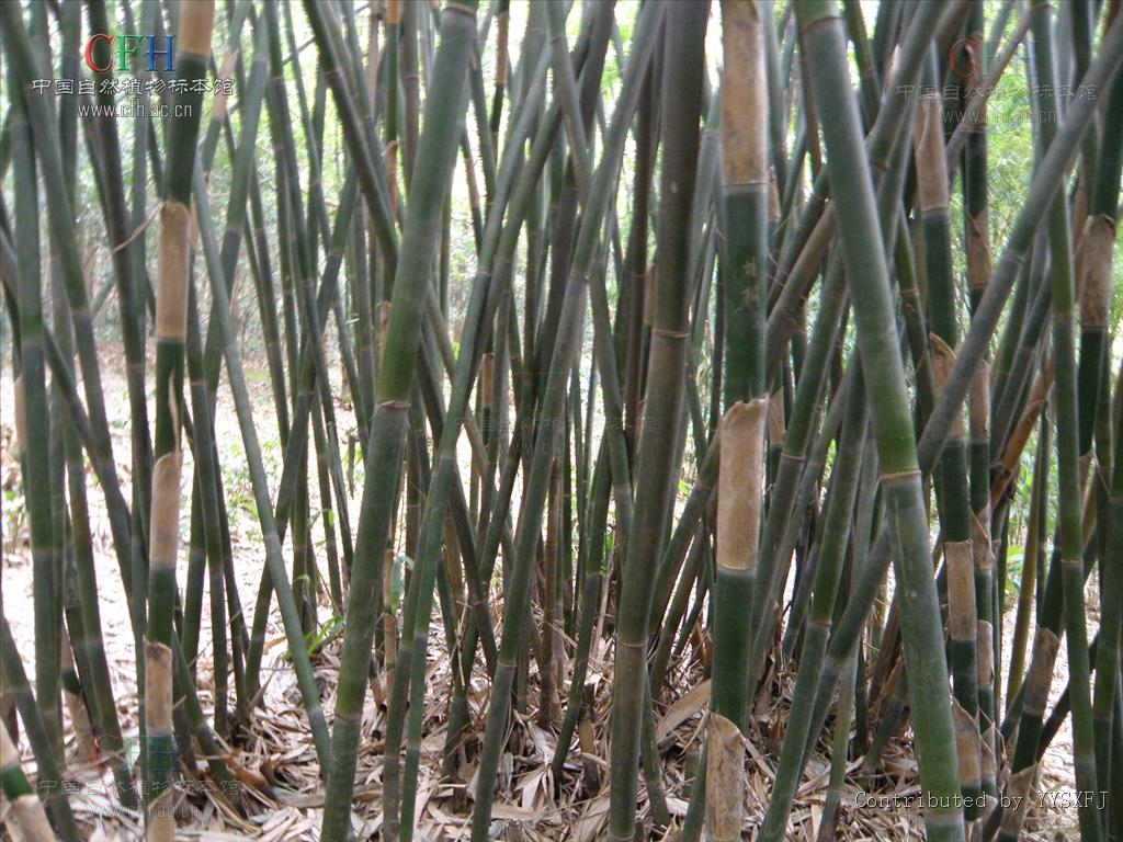  p>单竹(学名: b> i>bambusa cerosissima mccl
