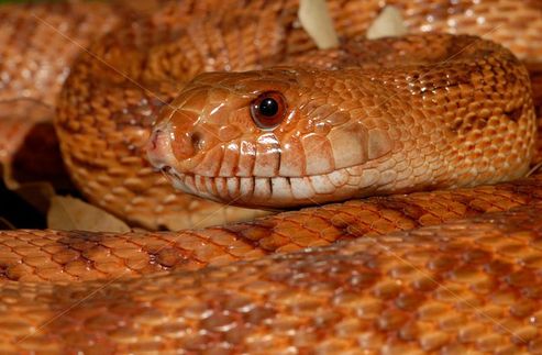  p>北美松蛇(学名:pituophis melanoleucus)成蛇长122-254厘米,体型