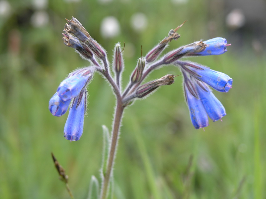  p>川西滇紫草(学名:onosma mertensioides),为 a target="_blank"