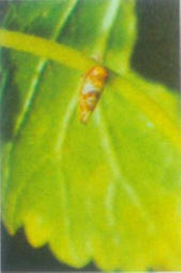 菱纹叶蝉