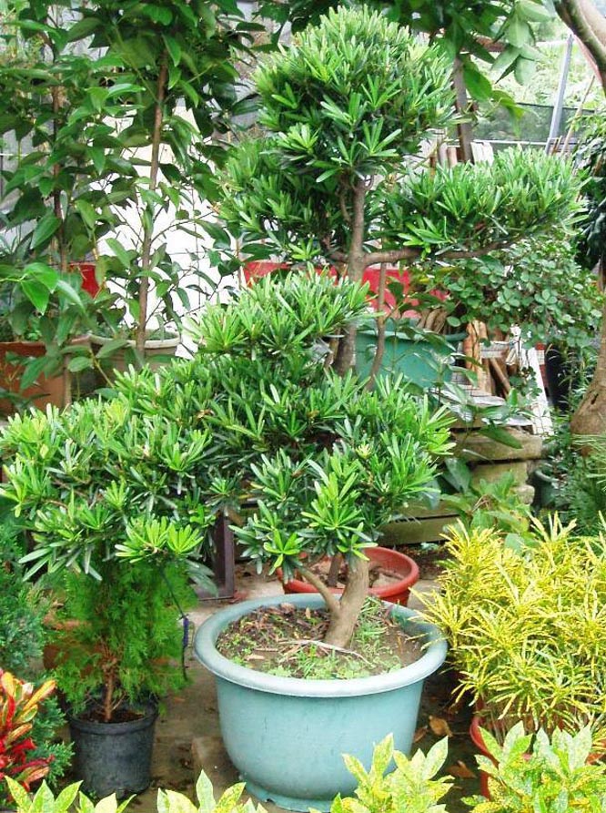  p>兰屿罗汉松(学名: i>podocarpus costalis  /i>presl)是 a target=