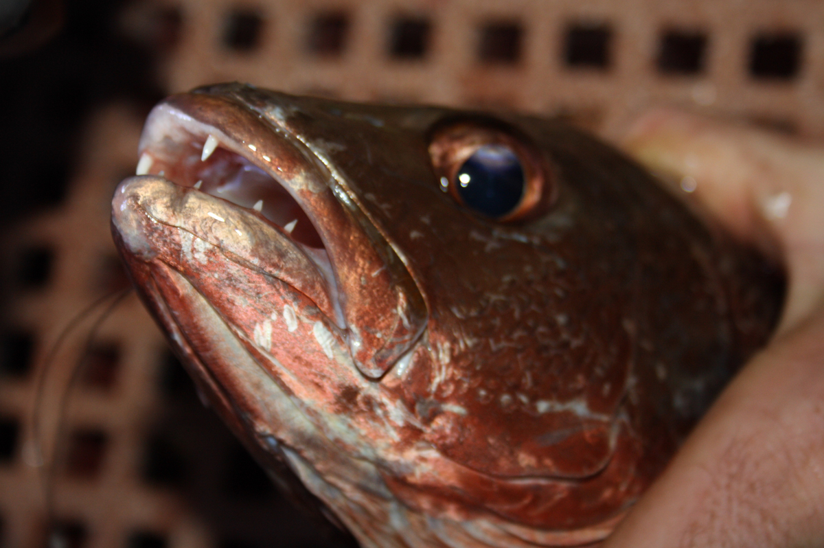  p>紫红笛鲷(学名 i> /i>: i>lutjanus argentimaculatus /i>)是笛鲷