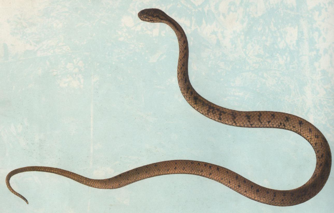  p>温泉蛇,thermophis baileyi (wall,1907),游蛇科温泉蛇属,是中国独