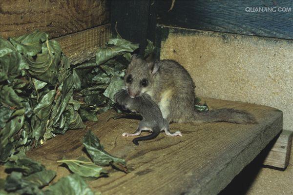  p>榛睡鼠, a href="#" data-lemmaid="8074290">学名 /a>为mus