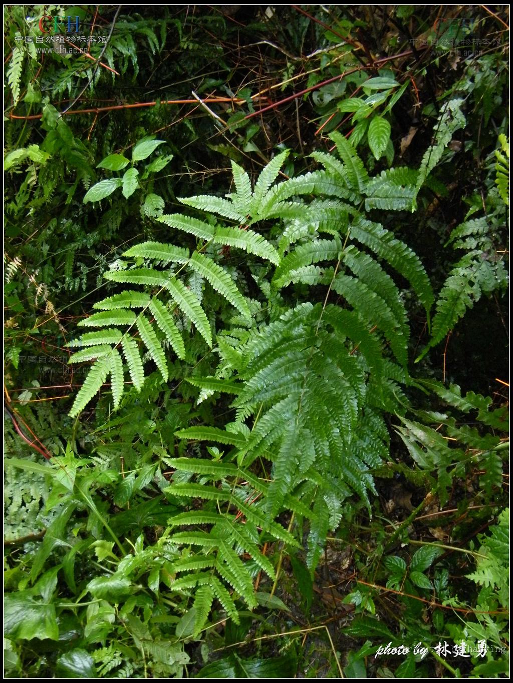  p>凤尾蕨(学名: i>pteris cretica l. var. nervosa /i>  (thunb.