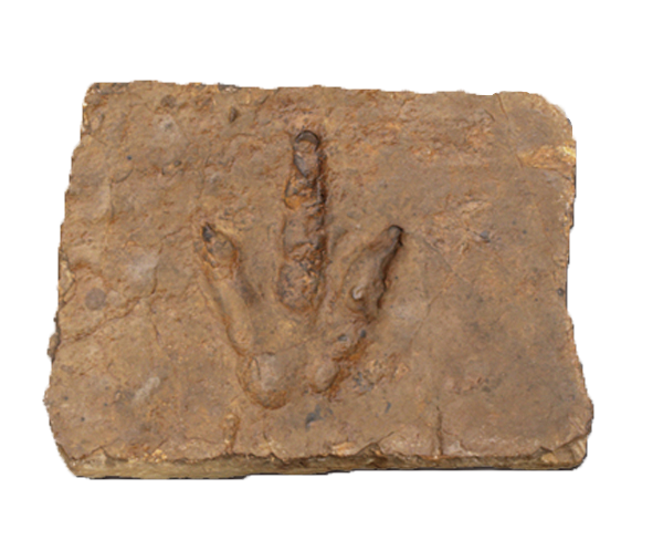 这是一种两足行走的大型兽脚类恐龙足迹.