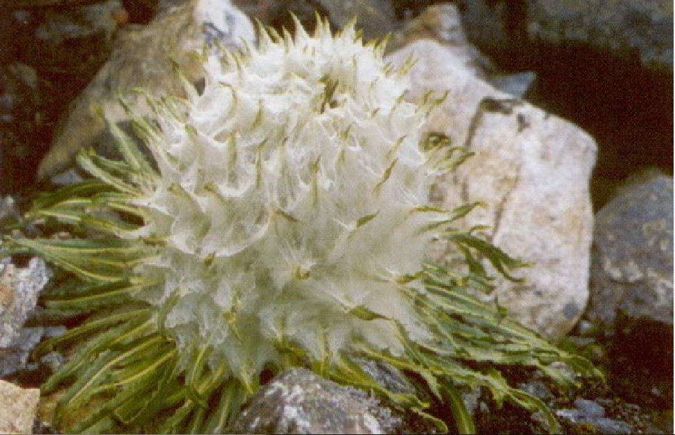  p>巴夏嘎又称哇夏嘎,为藏医习用药材,用于清血热,肝热,赤巴热,治刺痛