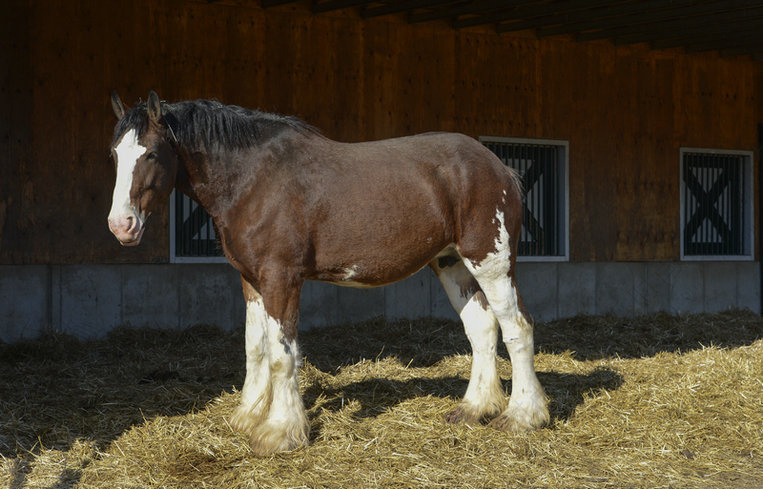  p data-id="gnvizax3ah">克莱兹代尔马是一种重型挽马,在苏格兰