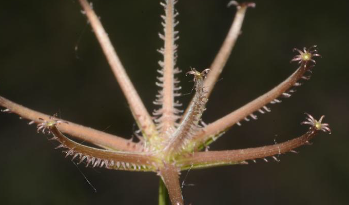  p>蝎尾菊属(学名:koelpinia pall.