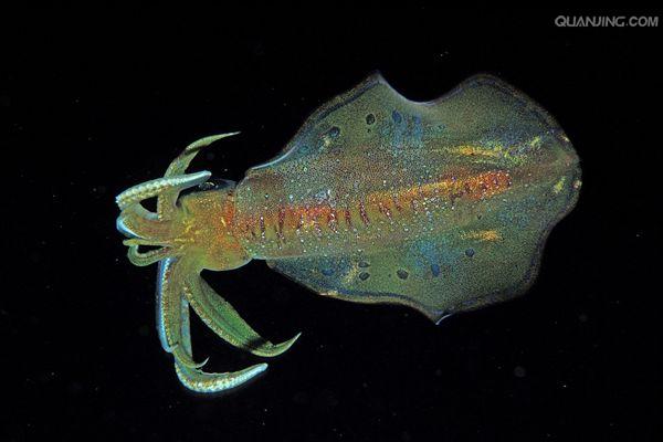 >枪乌贼 /a>,是 a href="#">软体动物门 /a> a href="#">头足纲 /a> a