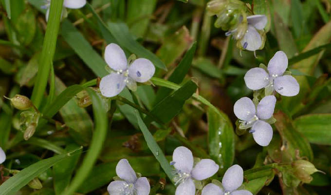  p>水竹叶属(学名:murdannia),物种为多年生(少一年生)草本,约50种