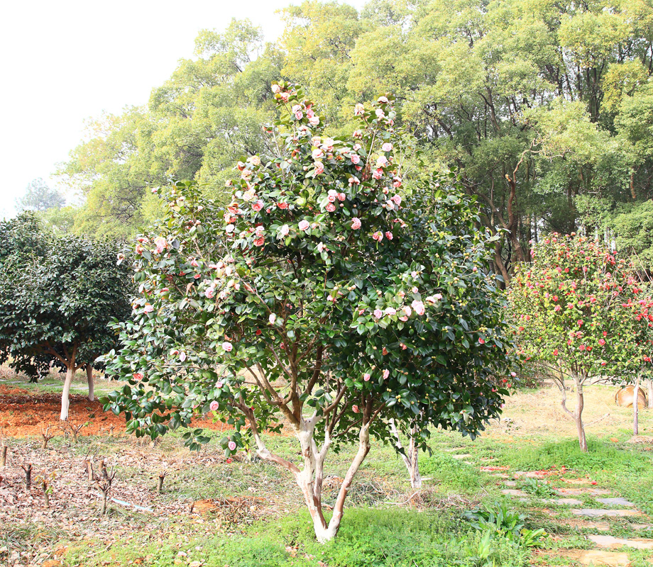 江西省林业科学院