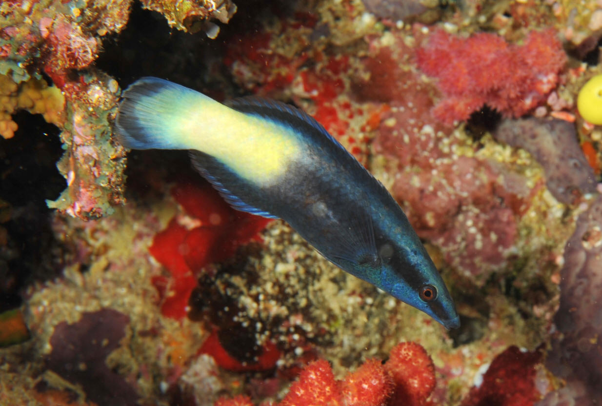 属于观赏鱼类.性情温和,负责给其他鱼类看病.是有名的"鱼医生".